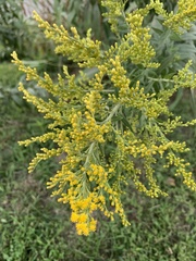 Solidago altissima