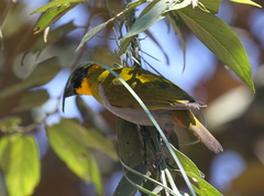 Ploceus nelicourvi