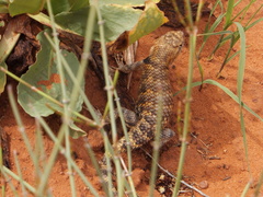 Sceloporus magister