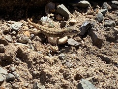 Sceloporus occidentalis bocourtii