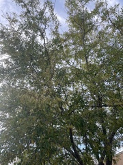 Fraxinus berlandieriana