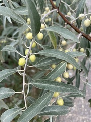 Elaeagnus angustifolia