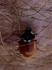 Hippodamia quinquesignata ambigua