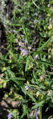 Hebecarpa barbeyana