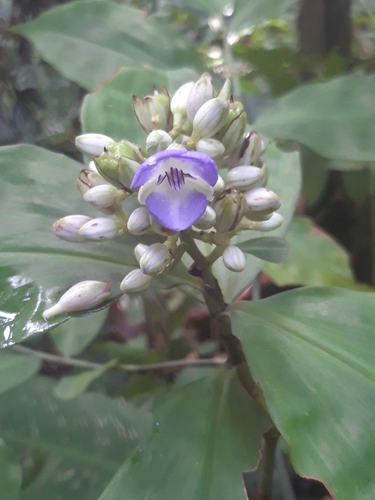 Dichorisandra amabilis (Dichorisandra amabilis)