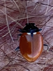 Hippodamia quinquesignata ambigua