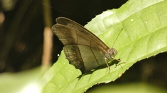 Archeuptychia cluena