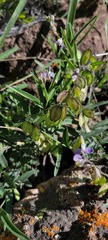 Hebecarpa barbeyana