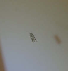 Spodoptera litura
