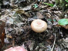 Lactarius vinaceorufescens