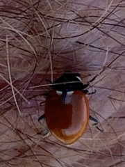 Hippodamia quinquesignata ambigua