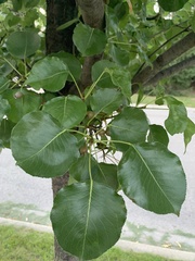 Pyrus