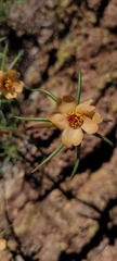 Portulaca suffrutescens