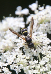 Ancistrocerus adiabatus