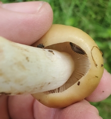 Russula decolorans