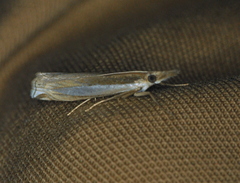 Crambus praefectellus