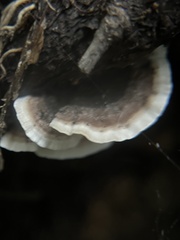 Trametes villosa