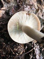 Lactarius vinaceorufescens
