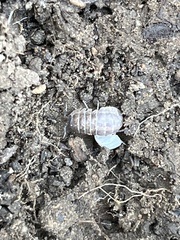 Armadillidiidae