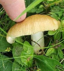 Russula decolorans