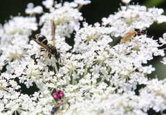 Ancistrocerus adiabatus