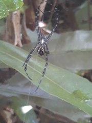 Argiope submaronica