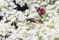 Ancistrocerus adiabatus
