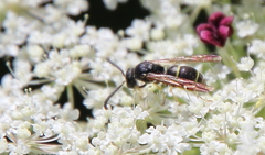 Ancistrocerus adiabatus