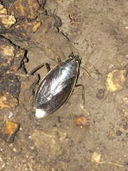 Belostoma