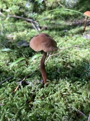 Laccaria bicolor