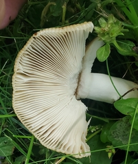Russula decolorans
