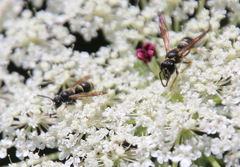 Ancistrocerus adiabatus