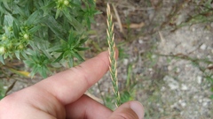 Elymus repens