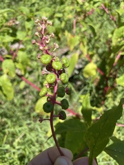 Phytolacca americana