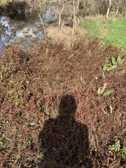 Persicaria decipiens