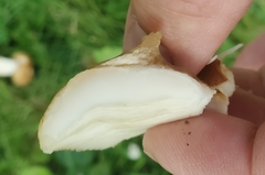 Russula decolorans