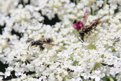 Ancistrocerus adiabatus