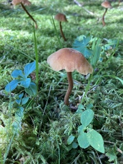 Laccaria bicolor