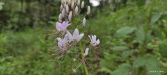 Cleome