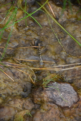 Ophiogomphus occidentis