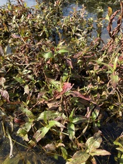 Persicaria decipiens