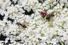 Ancistrocerus adiabatus