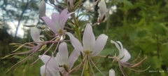 Cleome