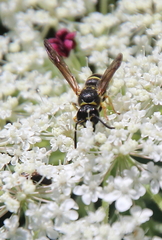 Ancistrocerus adiabatus