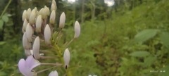 Cleome