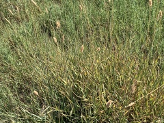 Phalaris aquatica