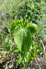Acalypha