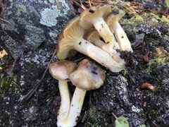 Hygrophorus hypothejus