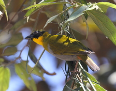Ploceus nelicourvi