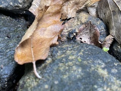 Gelastocoris oculatus